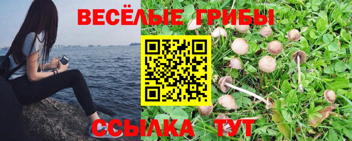 Галлюциногенные грибы Psilocybine cubensis Черкесск